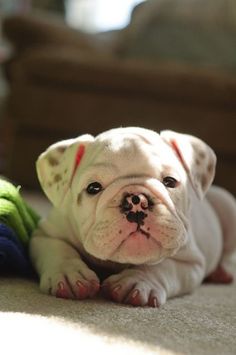 a small white dog laying on top of a carpet