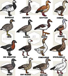 the different types of birds are shown in this diagram, and each one has its own name