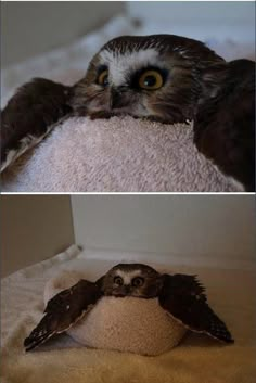 two pictures of an owl laying down on a towel with the caption brinconventent an owl on a towel