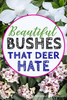 15 Beautiful Deer Resistant Shade Plants To Grow In Your Garden - Gardening @ From House To Home Deer In Garden, Deer Resistant Shade Plants, Backyard Planting, Deer Resistant Landscaping, Hillside Gardening, Deer Resistant Shrubs, Georgia Garden, Small Evergreen Shrubs, Deer Resistant Flowers