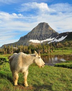 a mountain goat standing on top of a lush green field