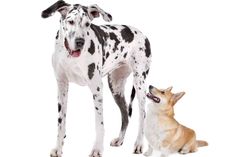 a dog and a cat standing next to each other in front of a white background