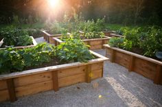 several wooden raised garden beds with plants growing in them and sunlight shining through the trees