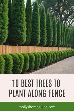 a row of trees with the words 10 best trees to plant along fence in front