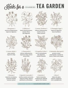 herbs for a tea garden poster with instructions on how to use them in the kitchen