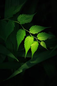 the green leaves are shining brightly in the dark