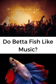 a fish that is sitting in front of a crowd with the words do betta fish like music?