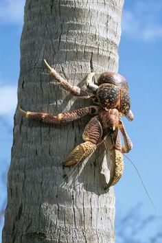 a crab crawling on the side of a tree