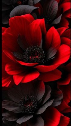 red and black flowers are arranged together