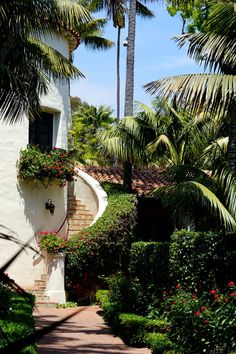 a pathway between two buildings with palm trees on both sides and bushes in the middle