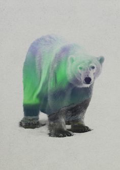 a polar bear with green and white stripes on its fur walking in the snow,