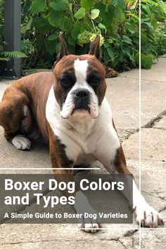 Explore the different coat types and colors, and learn how to choose the right one for your family. #BoxerDogColors #DogBreed #DogsAndPuppies