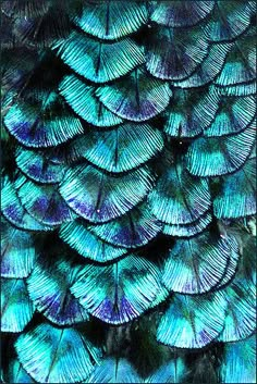 the back side of a peacock's feathers with blue and green feathers on it