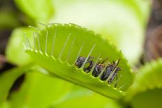 two bugs are sitting on a green leaf