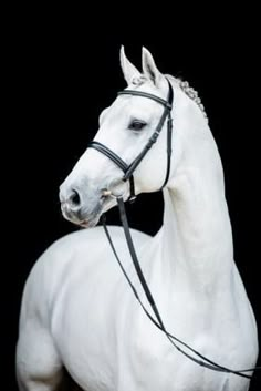 a white horse with a bridle on it's head