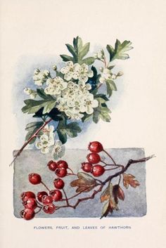 an illustration of flowers and leaves in a vase with berries on the table next to it