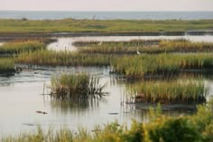 birds are flying over the marshy water and plants in the foreground, while another bird is standing on the other side of the marsh