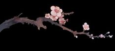 a branch with pink flowers on it against a black background