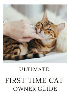 a person petting a cat on the nose with text overlay that reads, ultimate first time cat owner guide