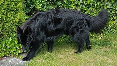 a large black dog standing on top of a lush green grass covered field next to a hedge