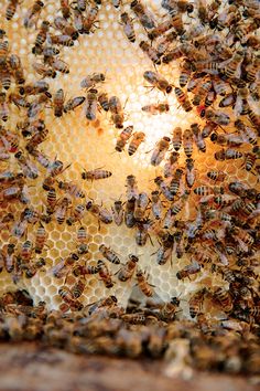 a bunch of bees that are in a beehive