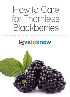 blackberries with leaves and the words how to care for thomas's blackberryes