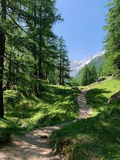 a dirt path in the middle of a forest with trees on both sides and mountains in the background