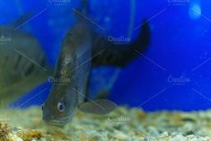 a fish in an aquarium looking at the camera