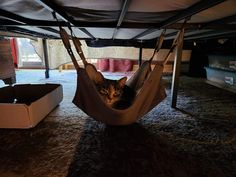 a cat is sitting in a hammock on the floor under a canopy bed