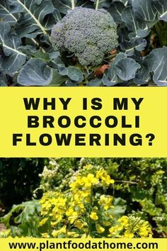 broccoli is growing in the garden with text overlay that reads, why is my broccoli flowering?