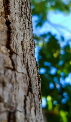 a bird perched on the side of a tree