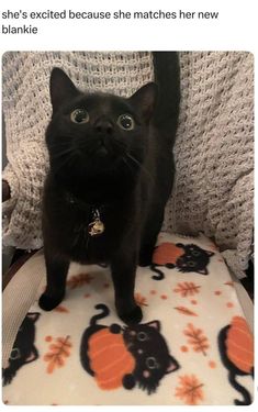 a black cat standing on top of a white chair next to an orange and black pillow