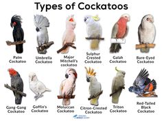 different types of cockatoos are shown in this image, with the names below