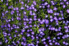 purple flowers are blooming in the garden