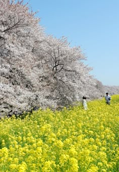 two people are walking through a field with yellow flowers and trees in the back ground