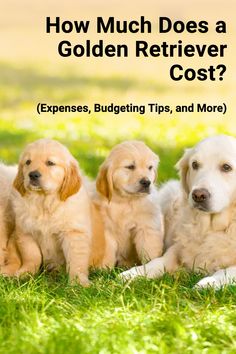 How much does a Golden Retriever cost? Learn about factors like rare coat colors, AKC registration, and health screenings that impact pricing. #GoldenRetriever #DogBreed #DogsAndPuppies