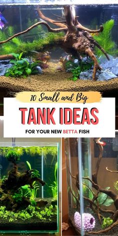 an aquarium filled with plants and fish in it's tank that says, 10 small and big tank ideas for your new betta fish