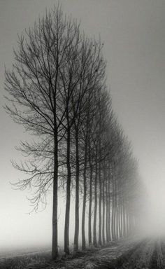 a row of trees in the middle of a foggy field