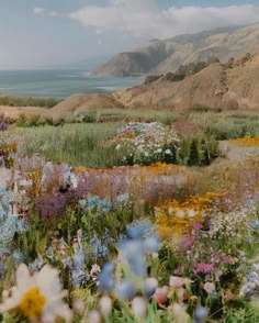 wildflowers and other flowers in a field with mountains in the background