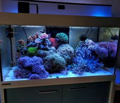 an aquarium filled with lots of different colored corals