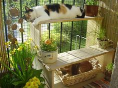 two cats laying on top of a shelf in a caged area with flowers and plants