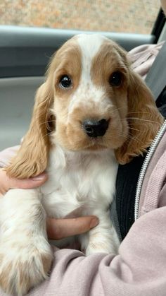 a person holding a puppy in their lap