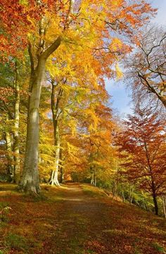 an autumn scene with trees and leaves on the ground