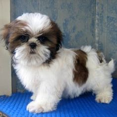 a small brown and white dog standing on top of a blue mat