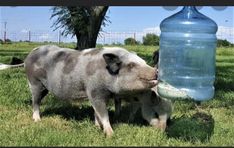 a small pig standing next to a large water bottle