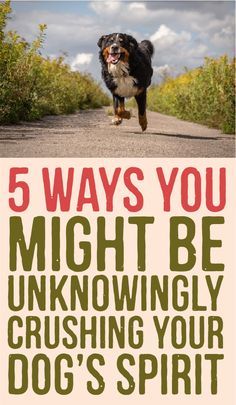 a dog running down a road with the words 5 ways you might be unknowingly crushing your dog's spirit