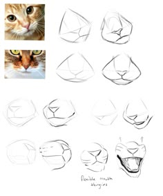 an image of how to draw a cat's face with different angles and expressions