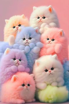 a group of fluffy cats sitting next to each other on a pink background with one cat looking at the camera