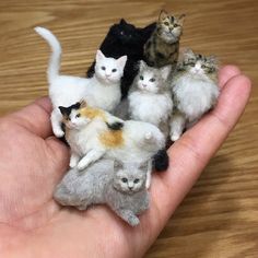 small kittens are sitting in the palm of someone's hand on a wooden table