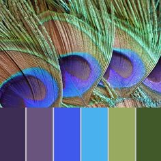 peacock feathers with different colors in the background